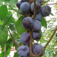 Слива Блю Світ  (колона)